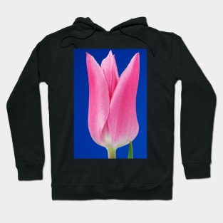 Tulipa  &#39;China Pink&#39;  AGM   Lily-flowered Group  Tulip Hoodie